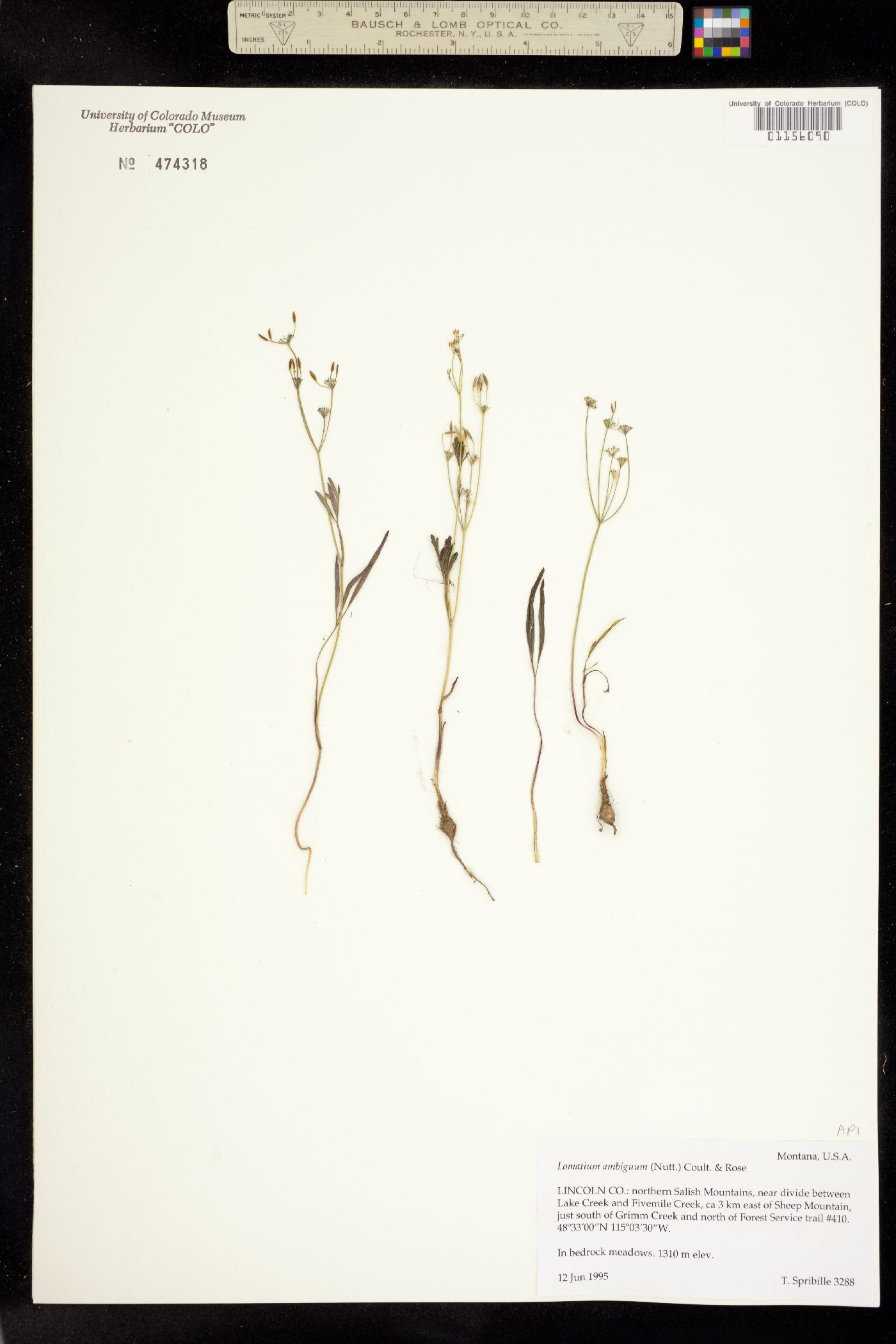 Lomatium ambiguum image