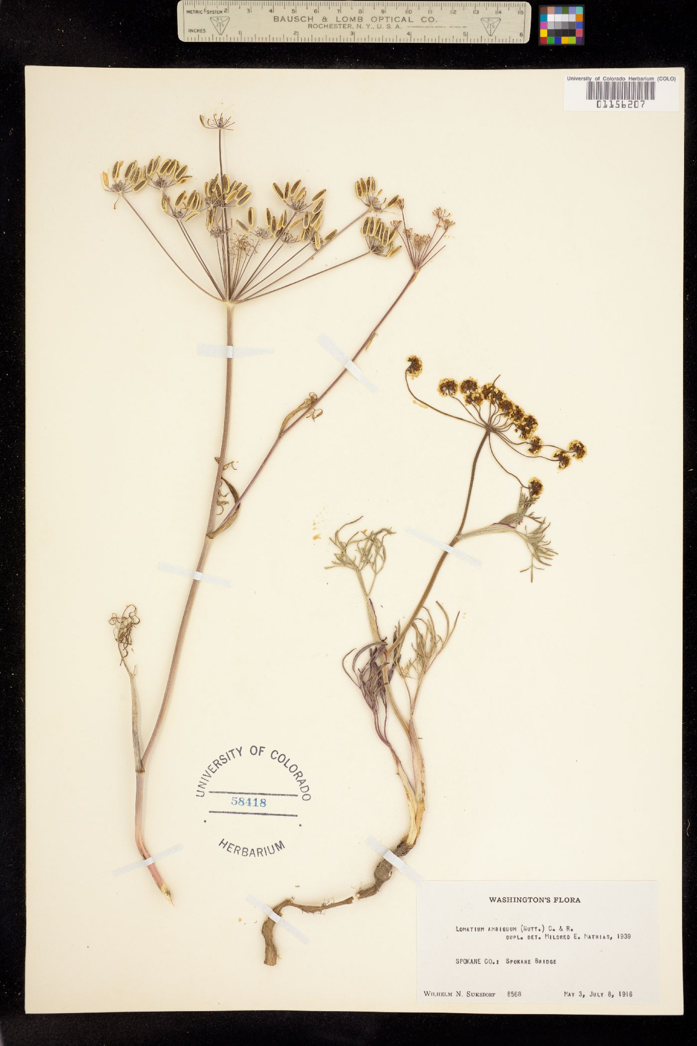 Lomatium ambiguum image