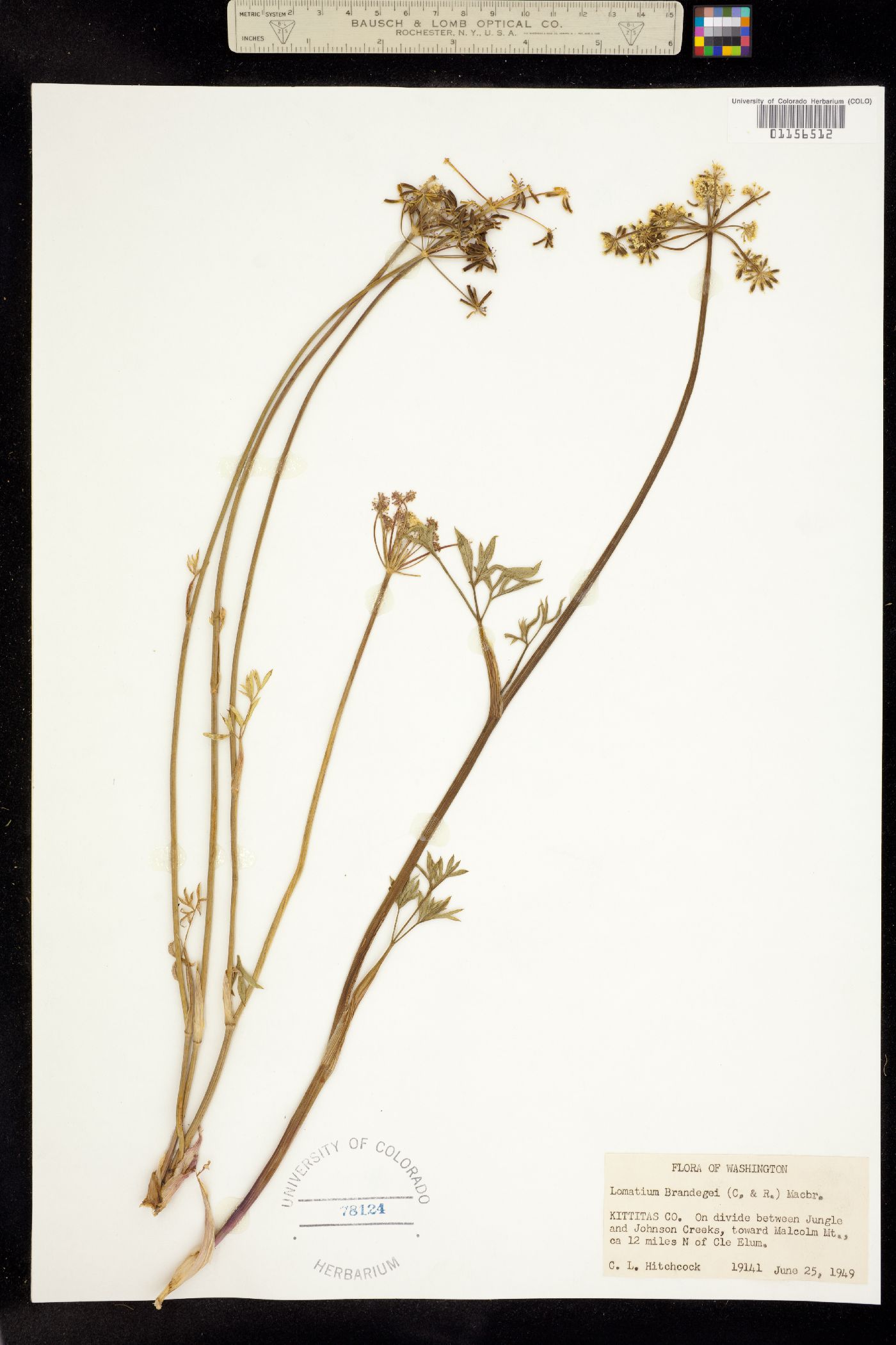 Lomatium brandegeei image