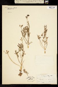 Image of Lomatium caruifolium