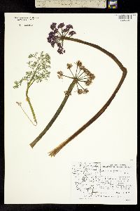 Lomatium columbianum image