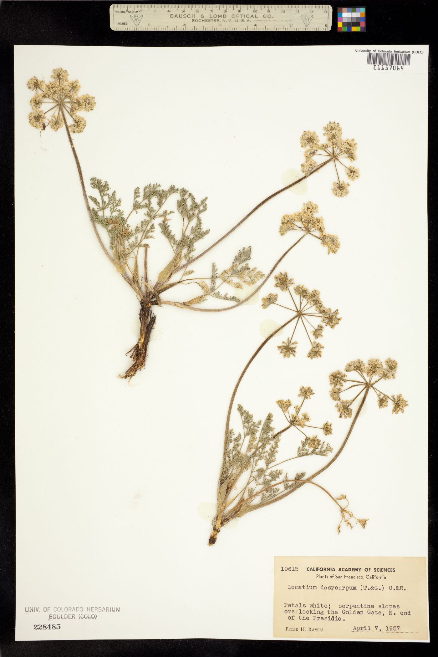 Lomatium dasycarpum image