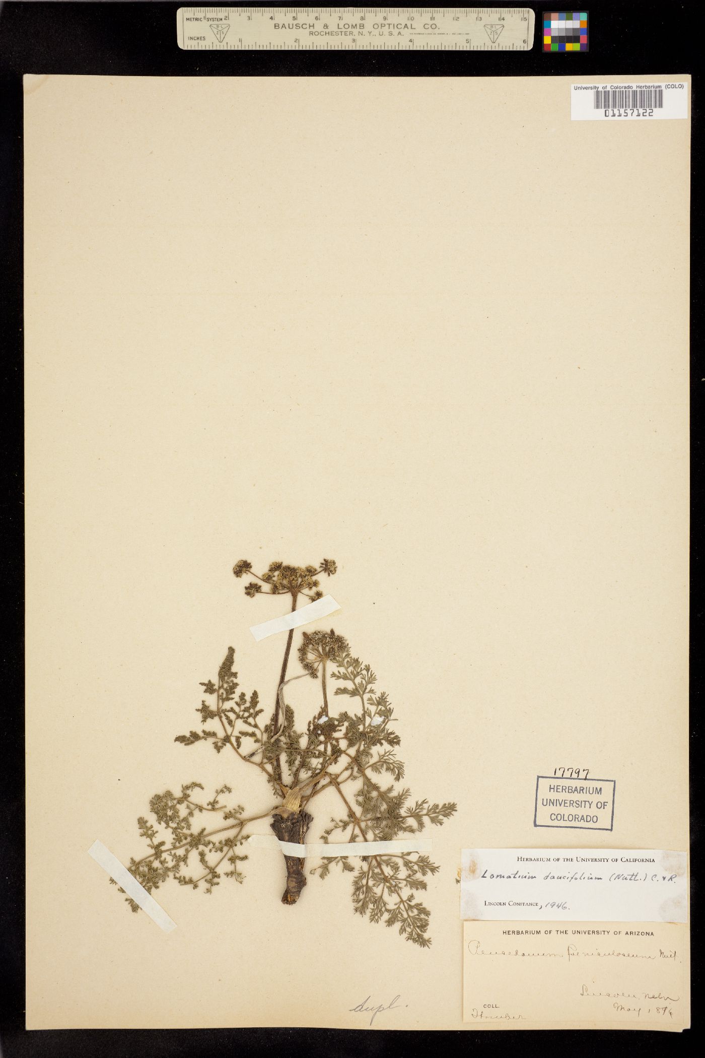Lomatium foeniculaceum ssp. daucifolium image