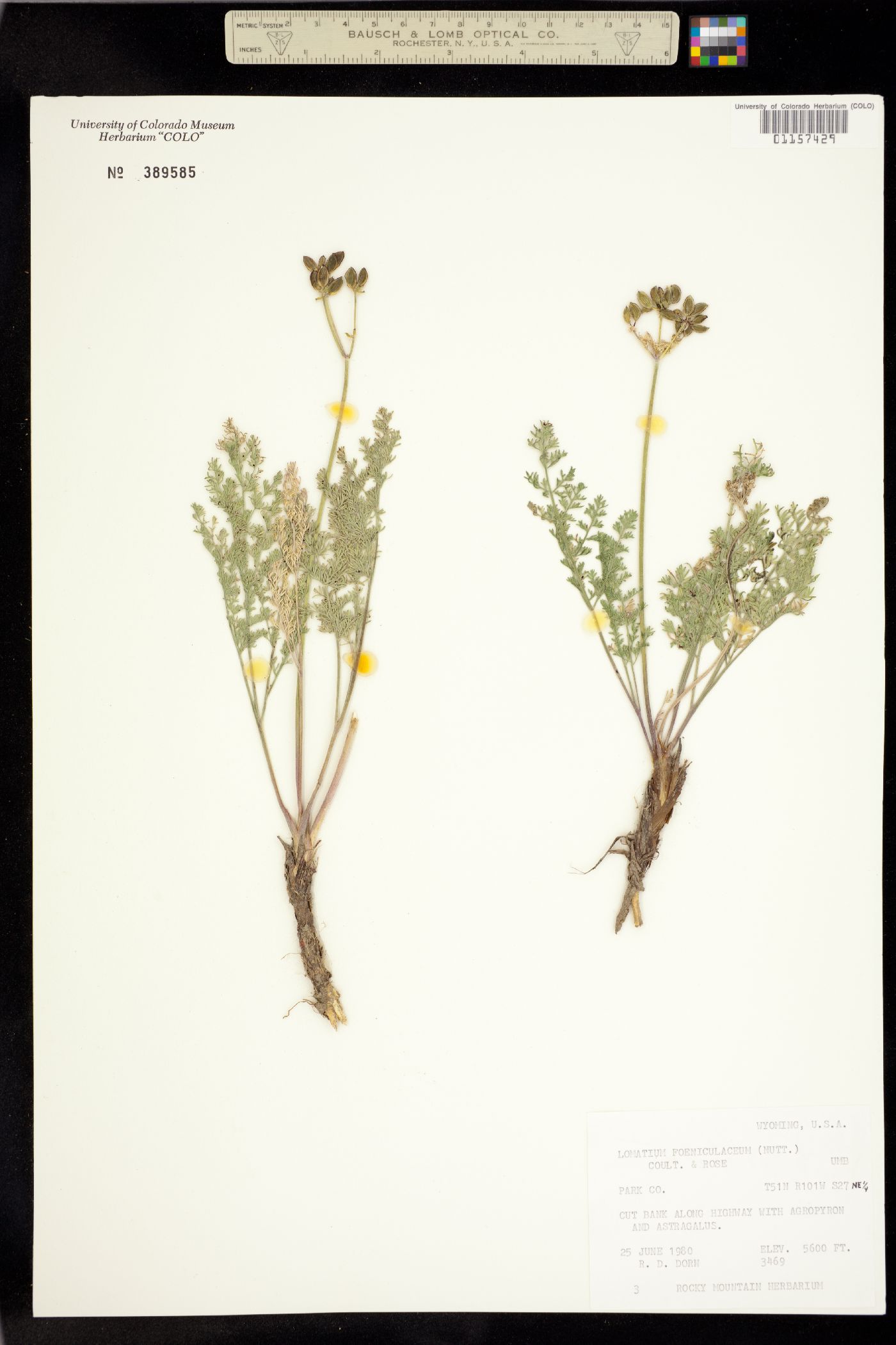 Lomatium foeniculaceum subsp. foeniculaceum image
