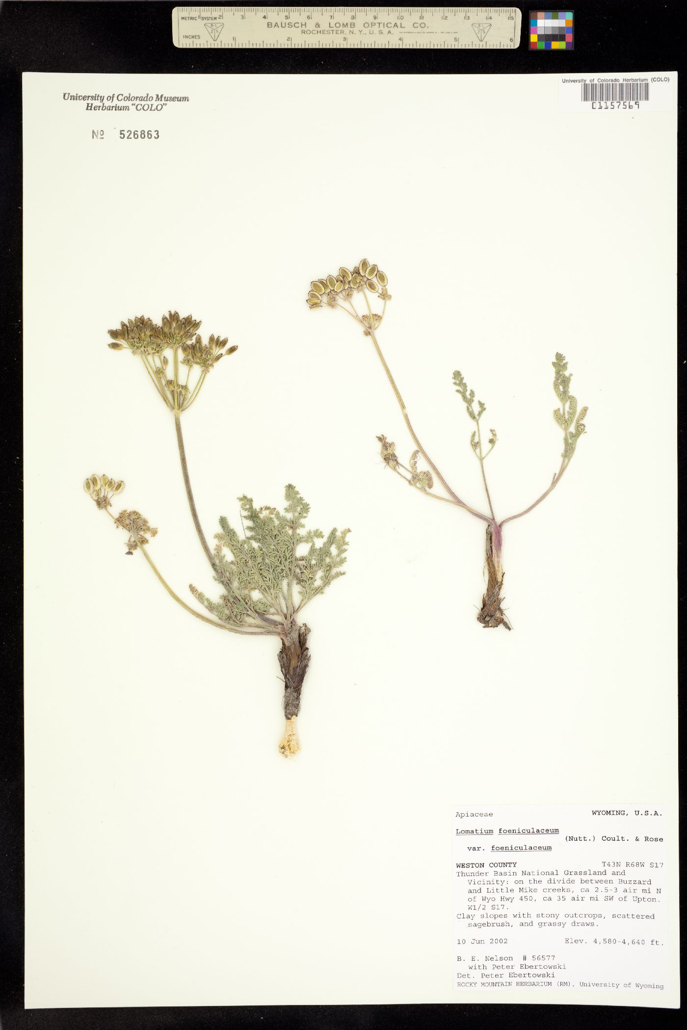 Lomatium foeniculaceum subsp. foeniculaceum image