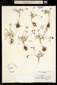 Image of Lomatium gormanii