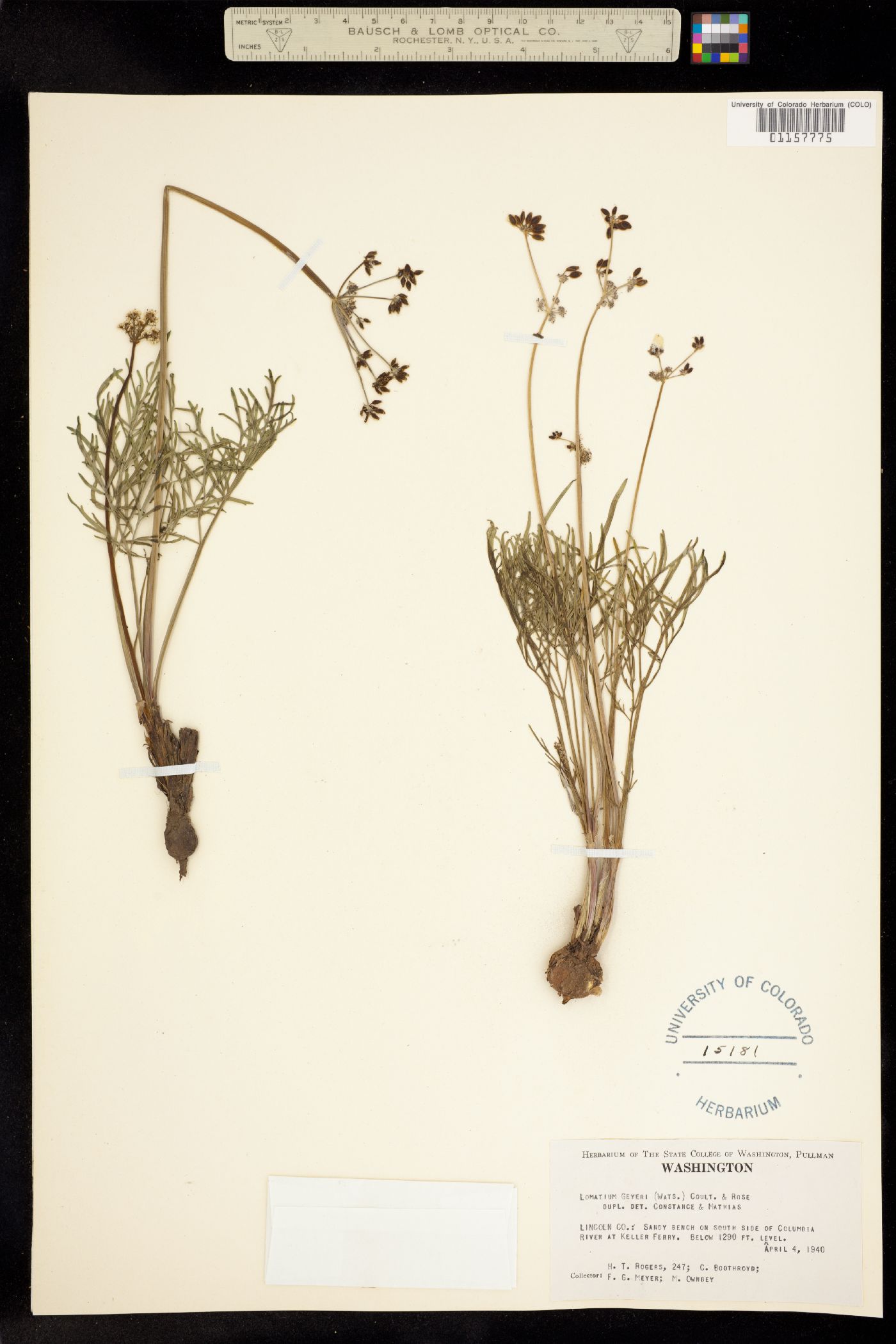 Lomatium geyeri image