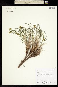 Lomatium grayi image