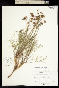 Lomatium humile image