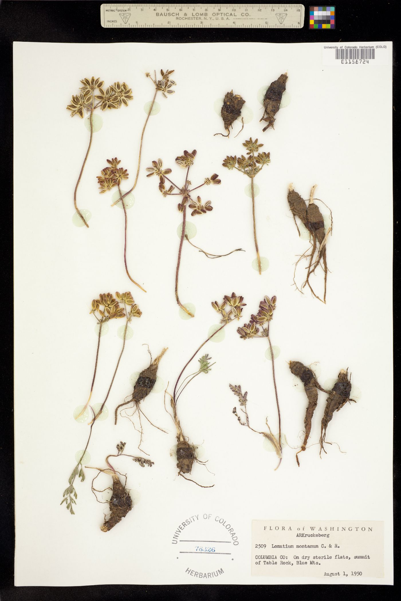 Lomatium cous image