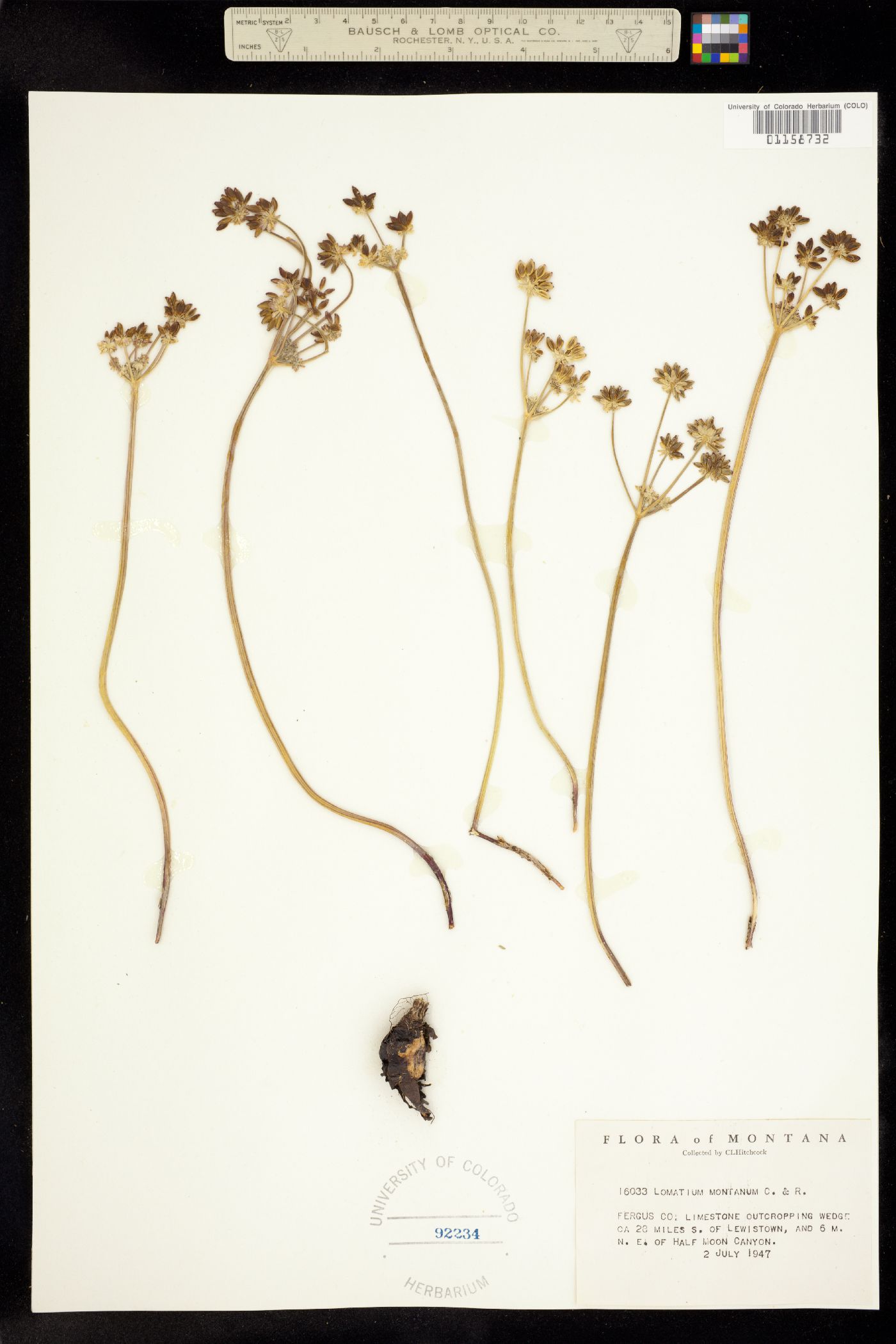 Lomatium cous image