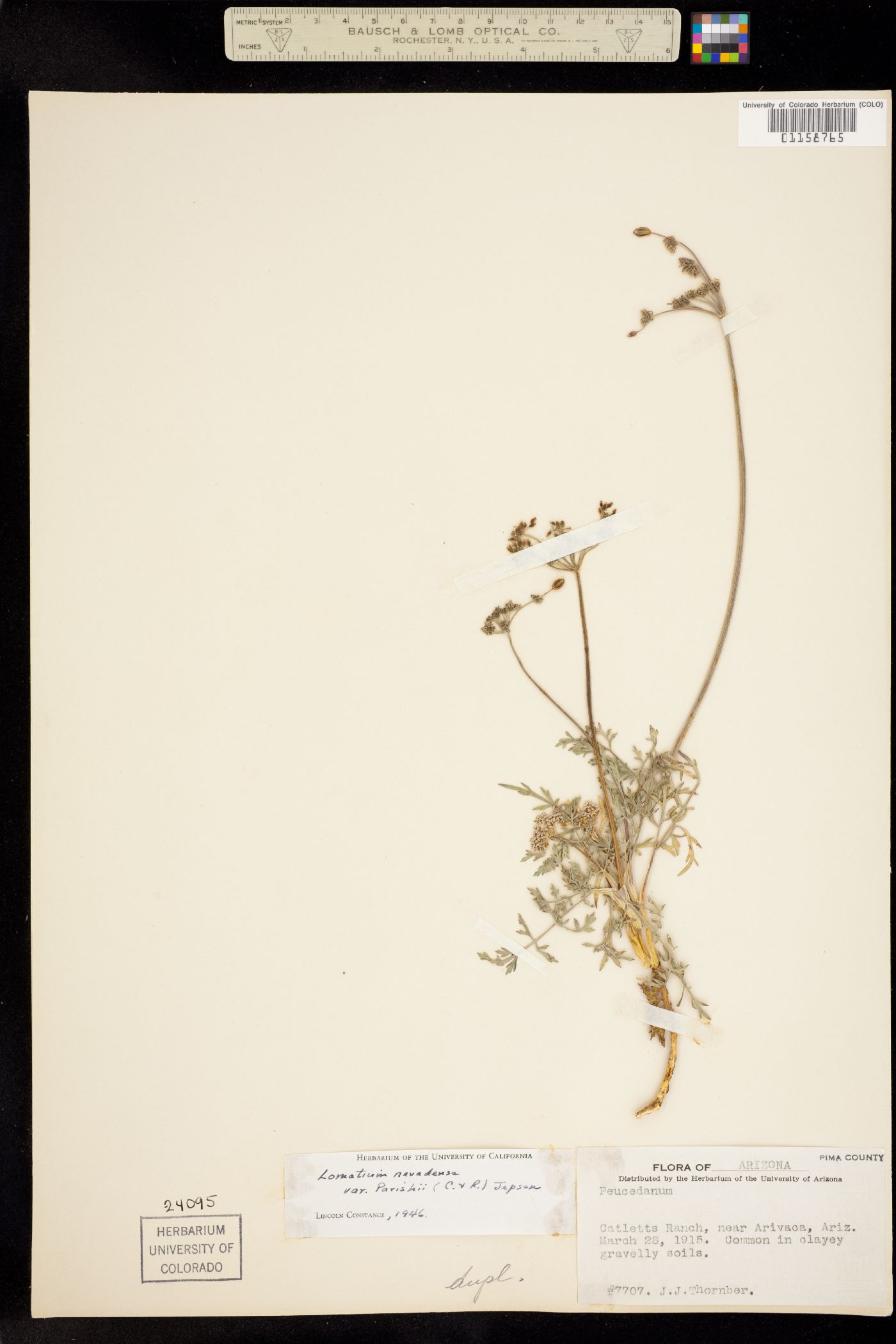 Lomatium nevadense image