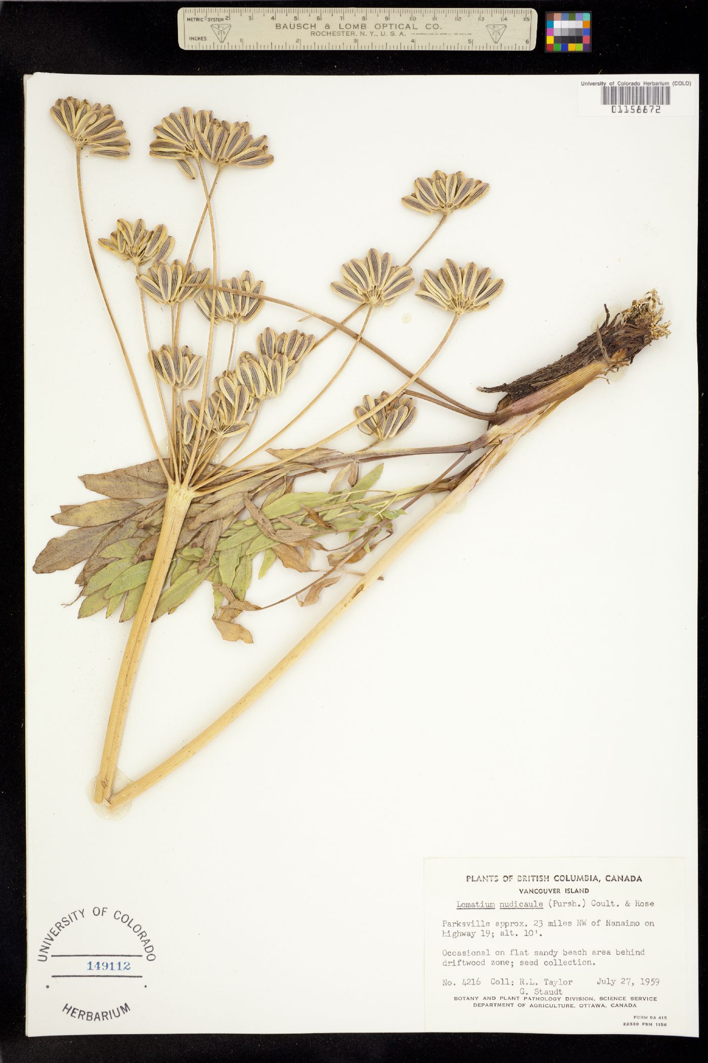 Lomatium nudicaule image