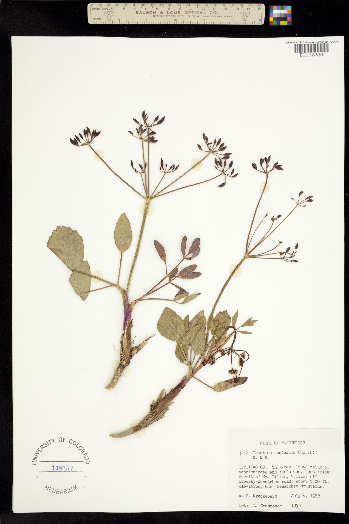 Lomatium nudicaule image