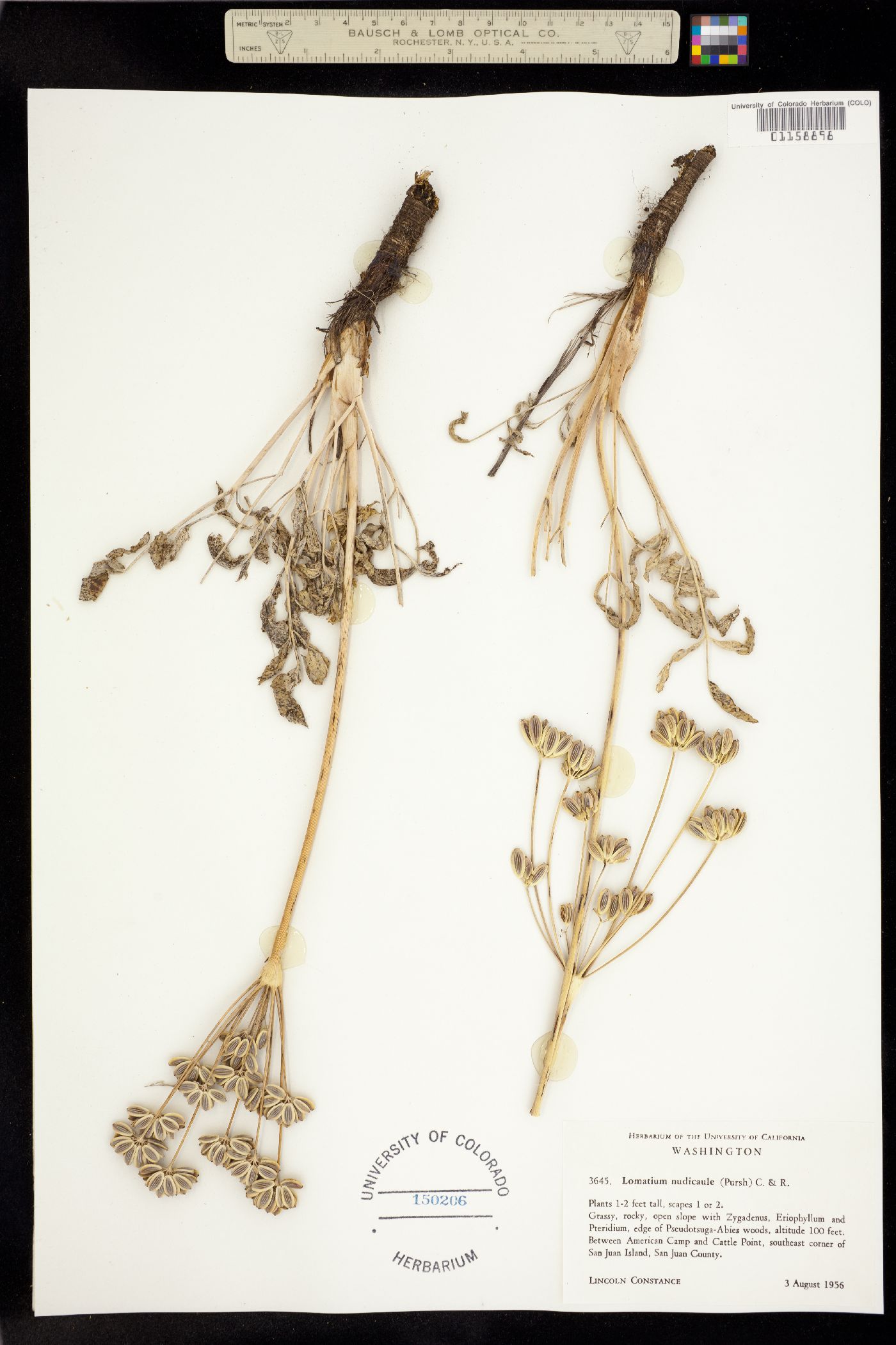Lomatium nudicaule image