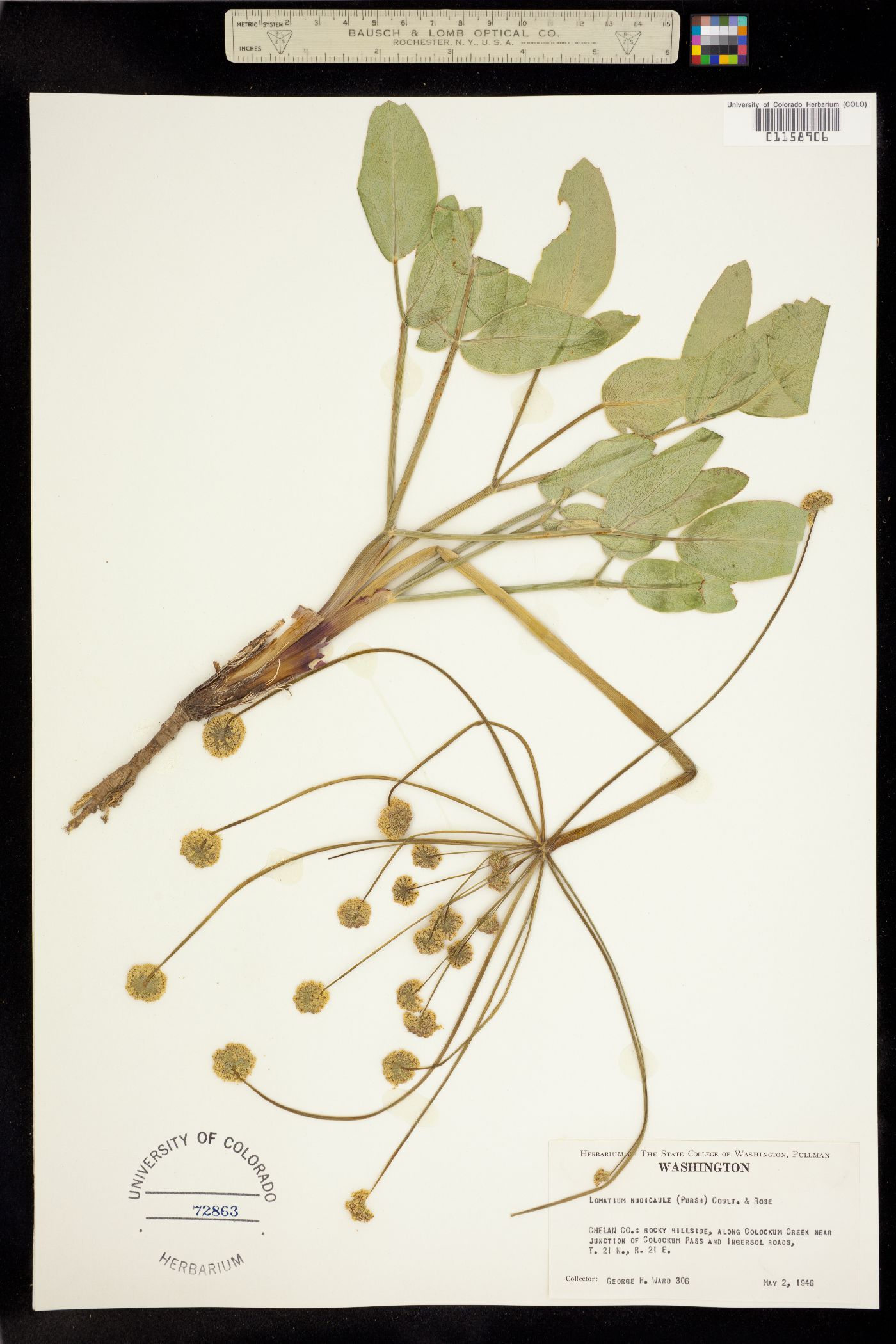 Lomatium nudicaule image