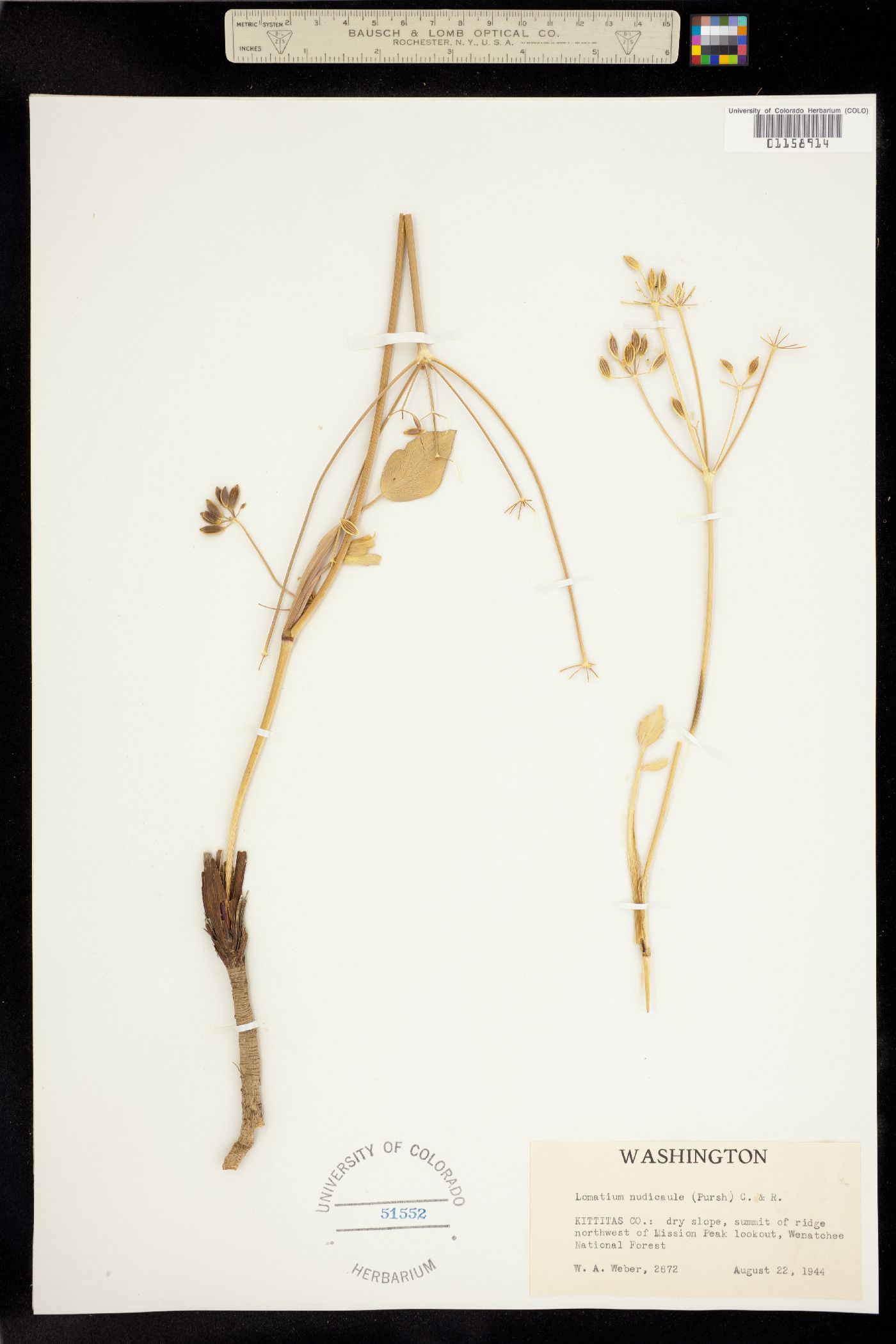 Lomatium nudicaule image