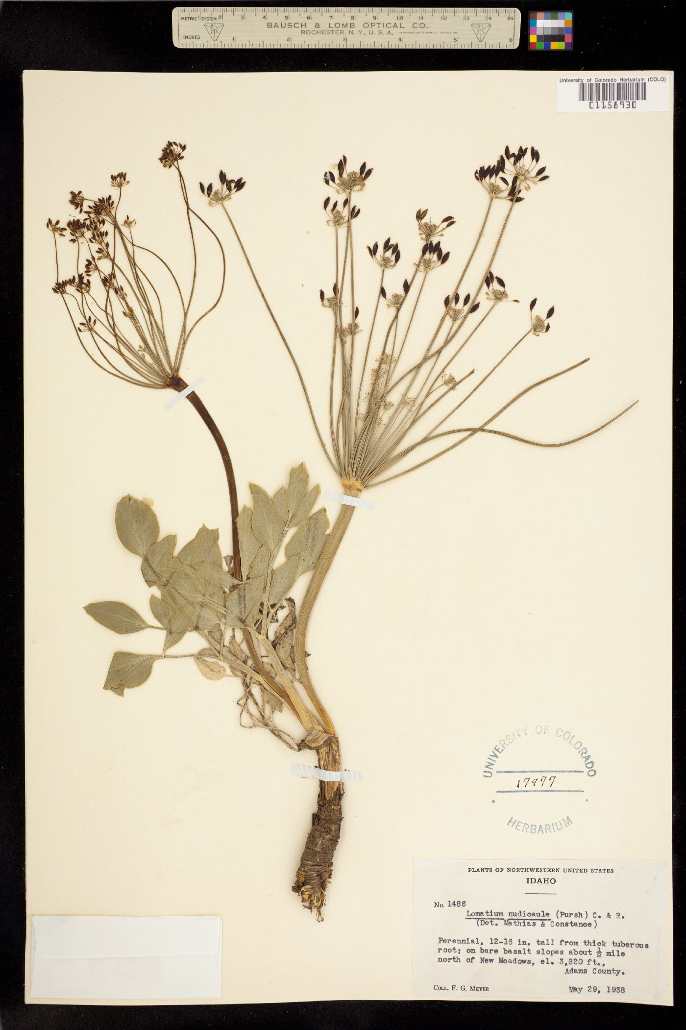 Lomatium nudicaule image