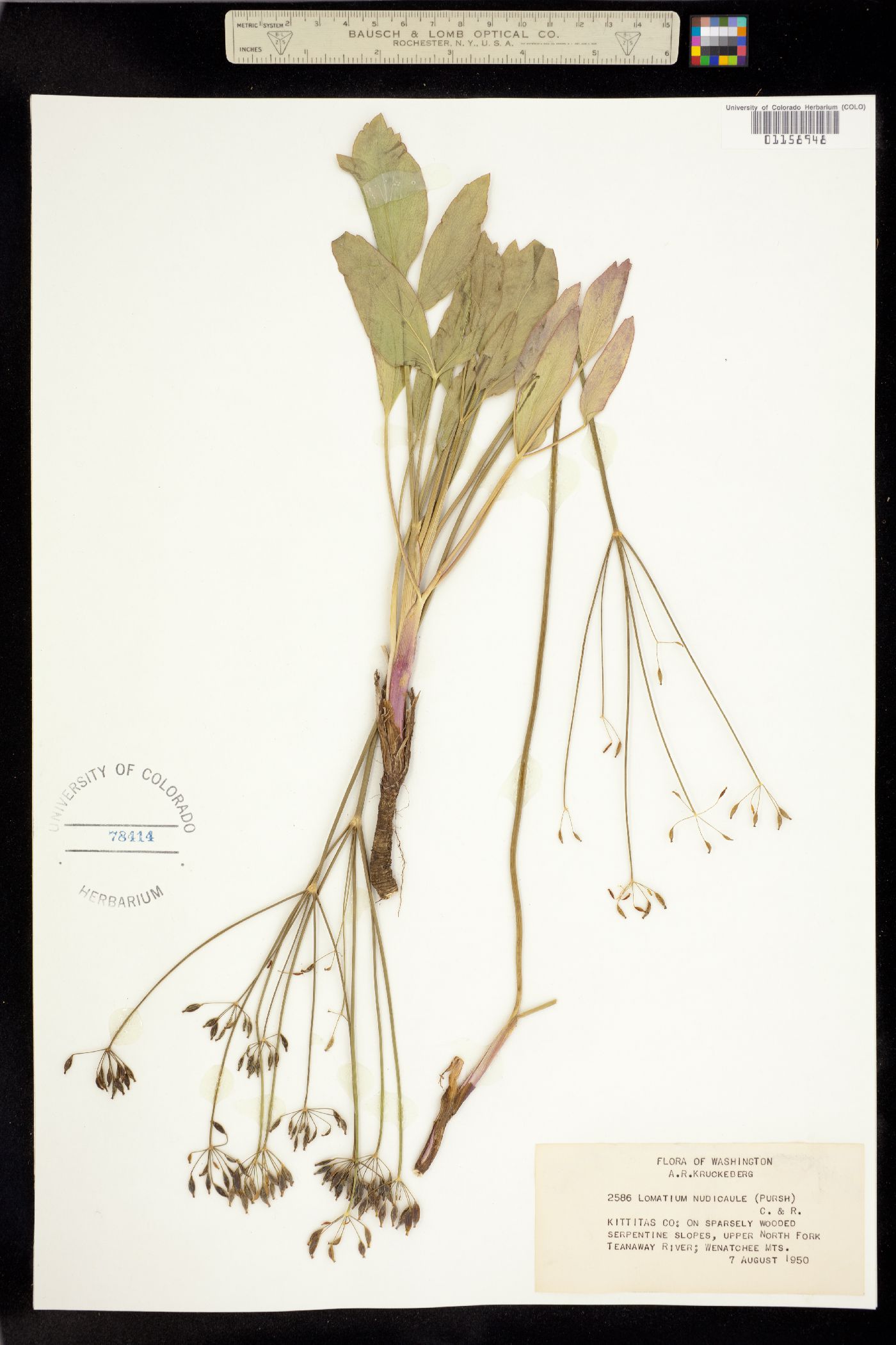 Lomatium nudicaule image