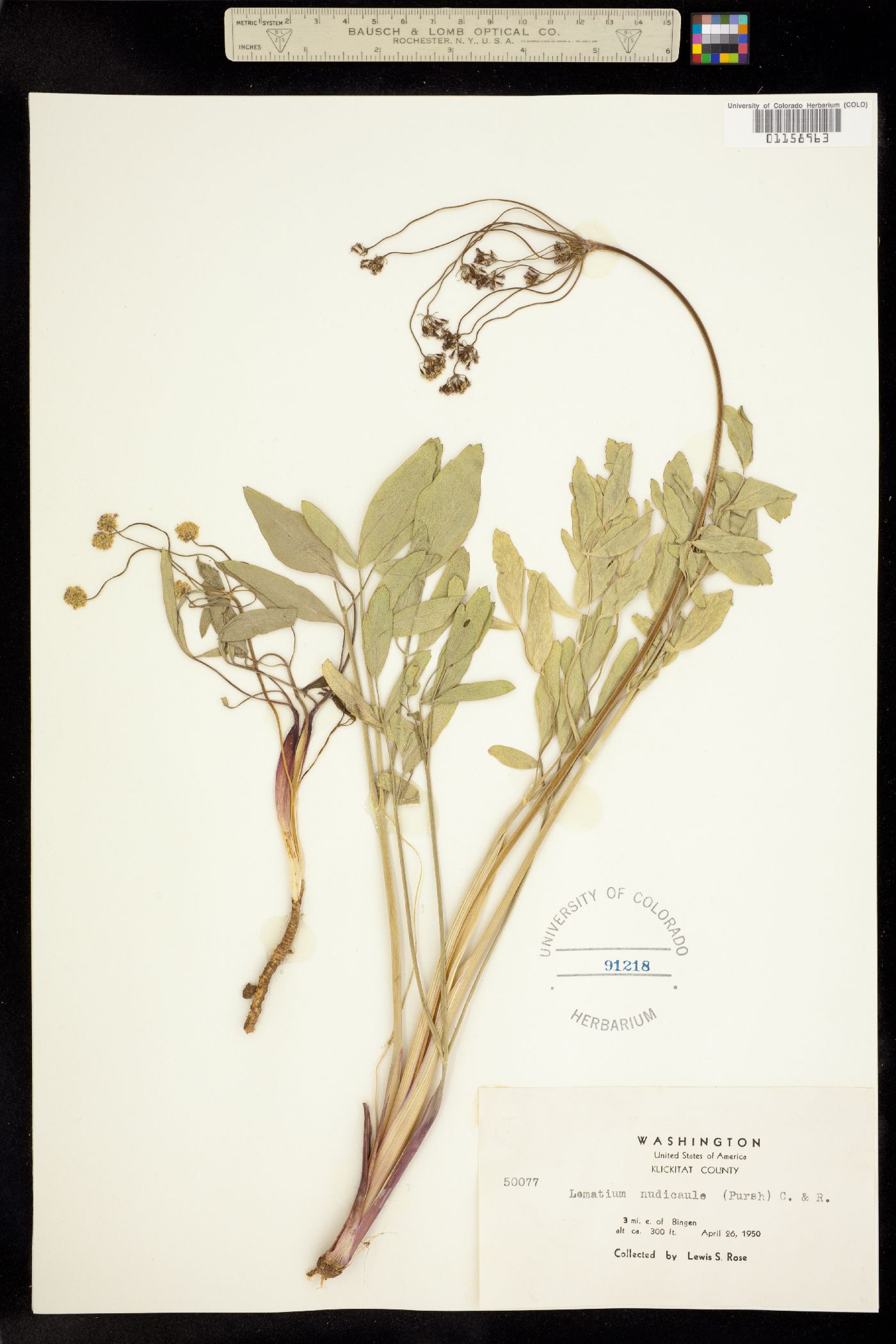 Lomatium nudicaule image