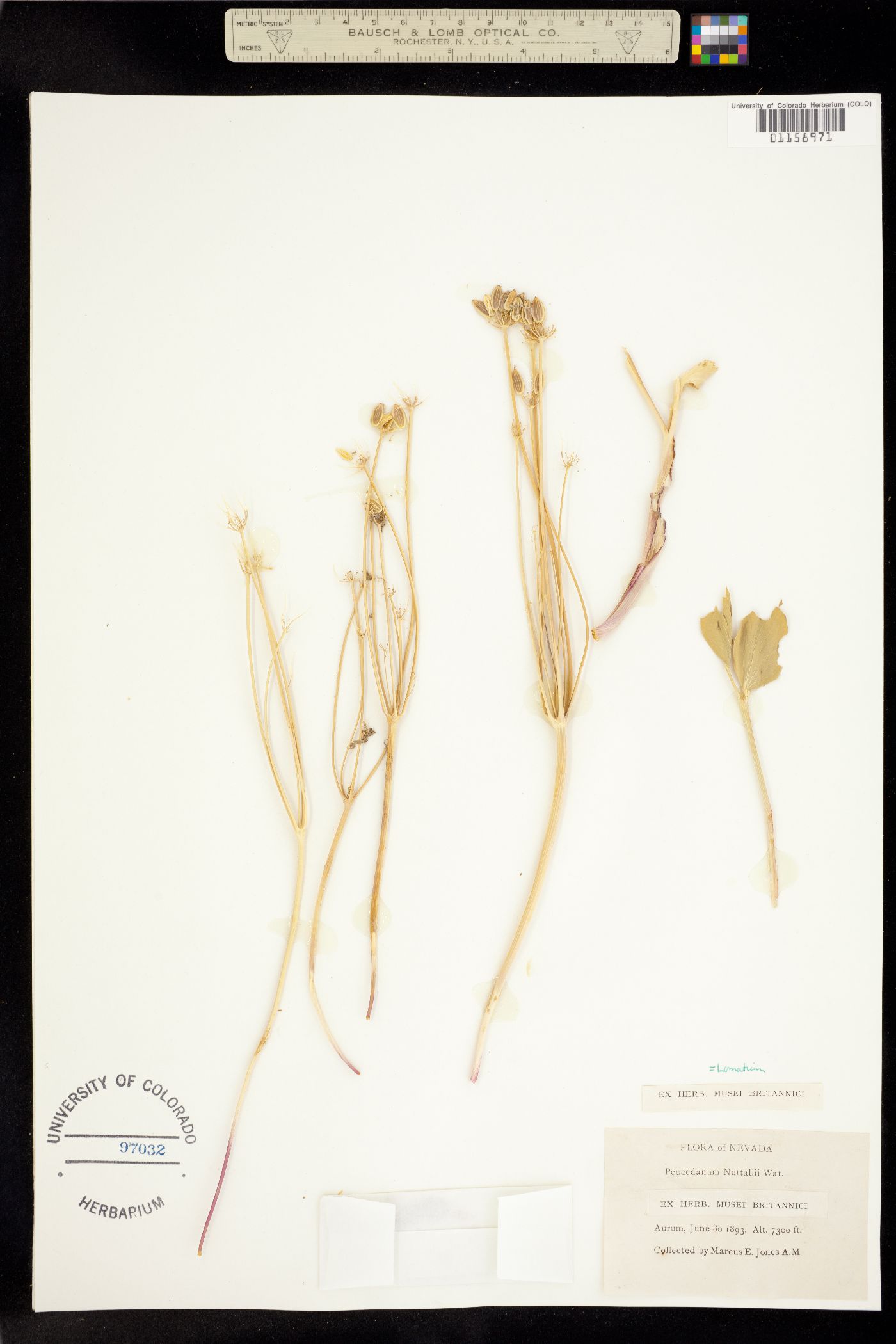Lomatium nudicaule image