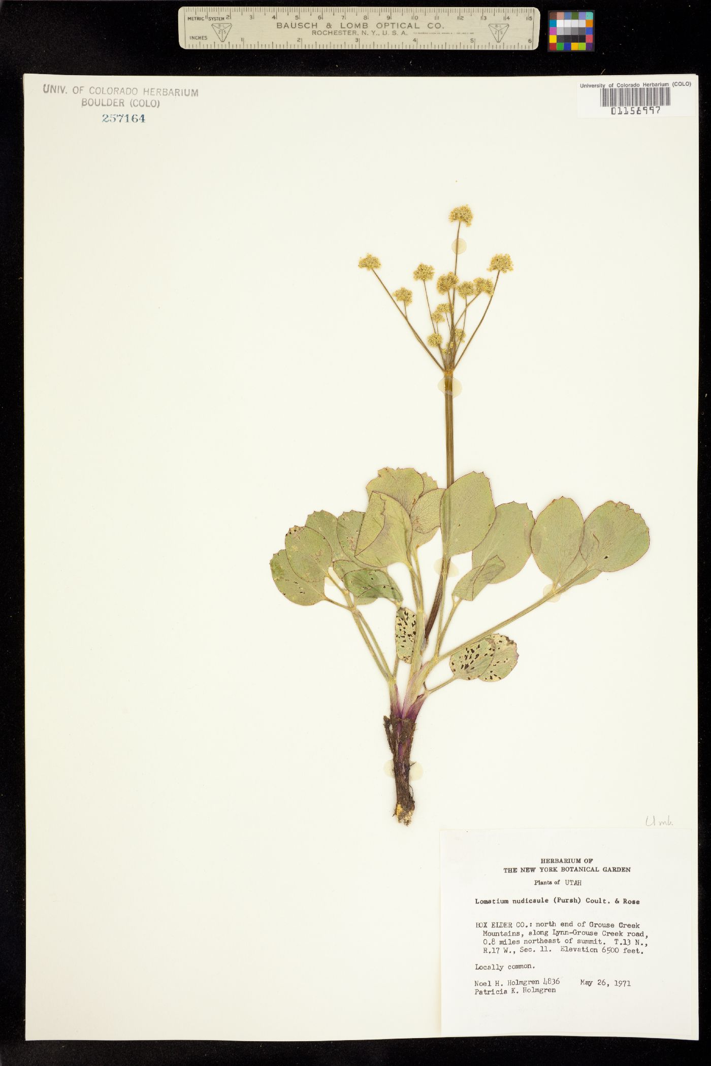 Lomatium nudicaule image