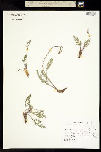 Image of Lomatium ravenii