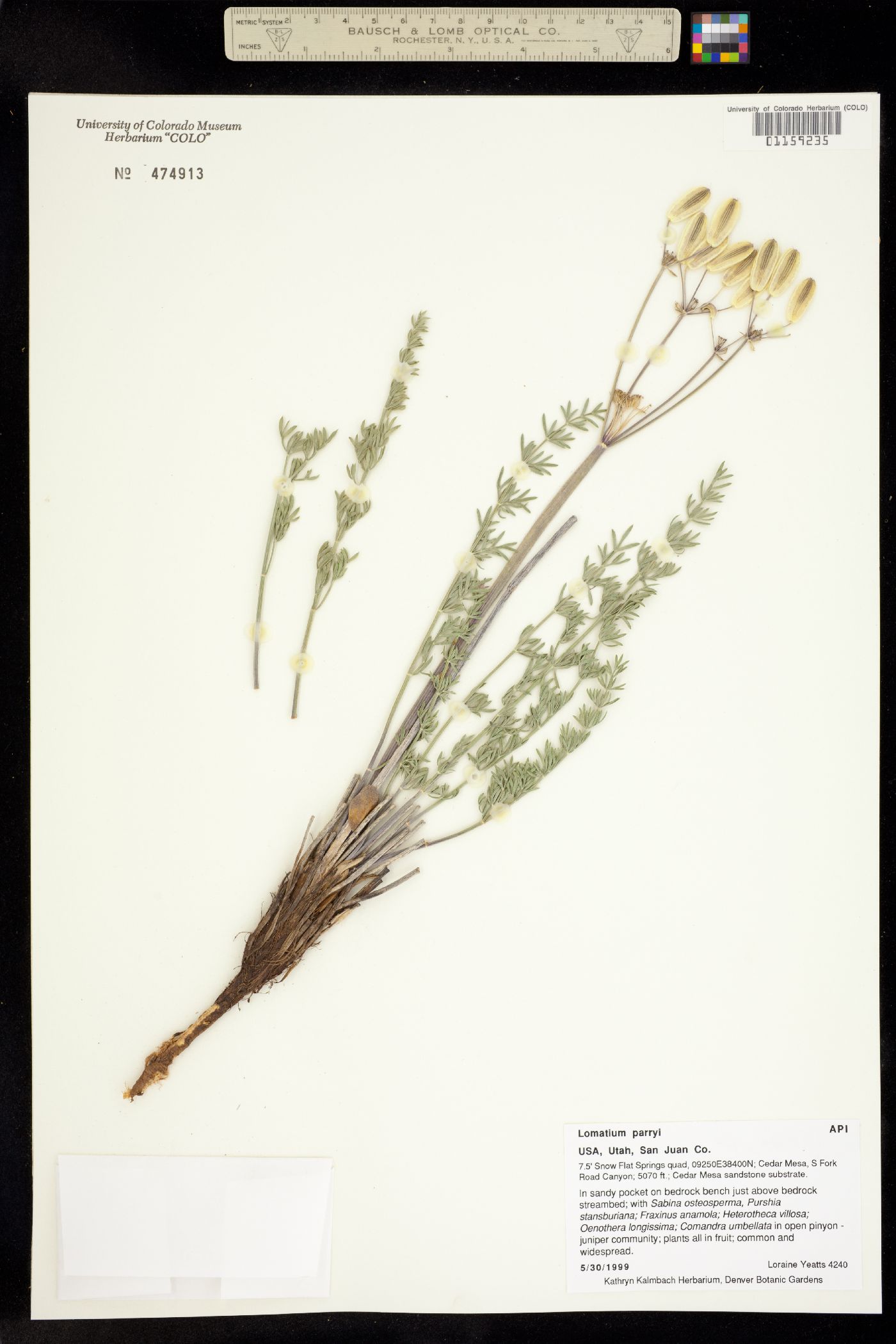 Lomatium parryi image