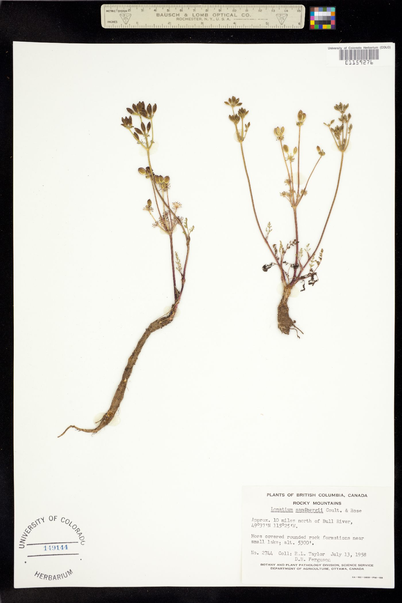 Lomatium sandbergii image