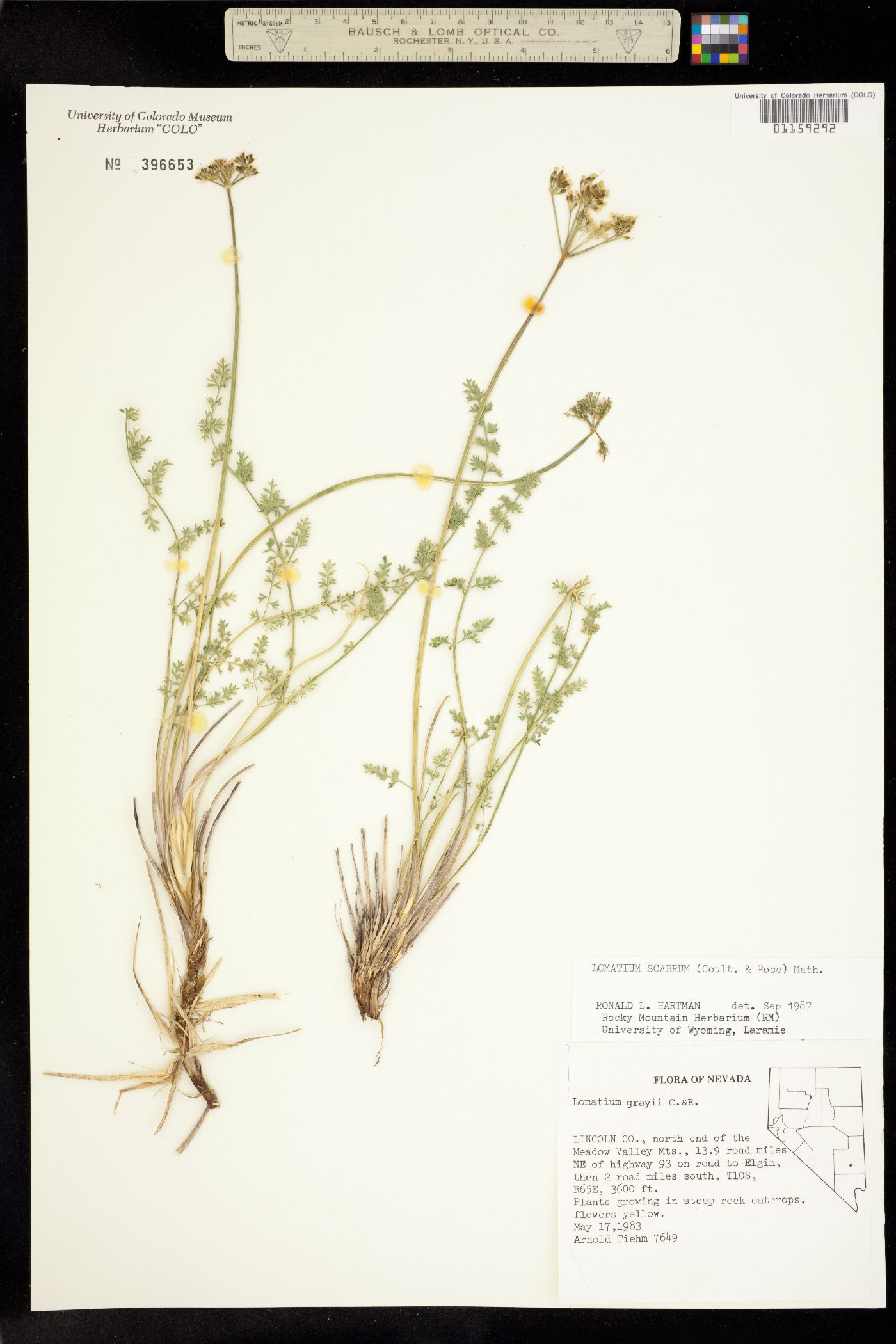 Lomatium scabrum image