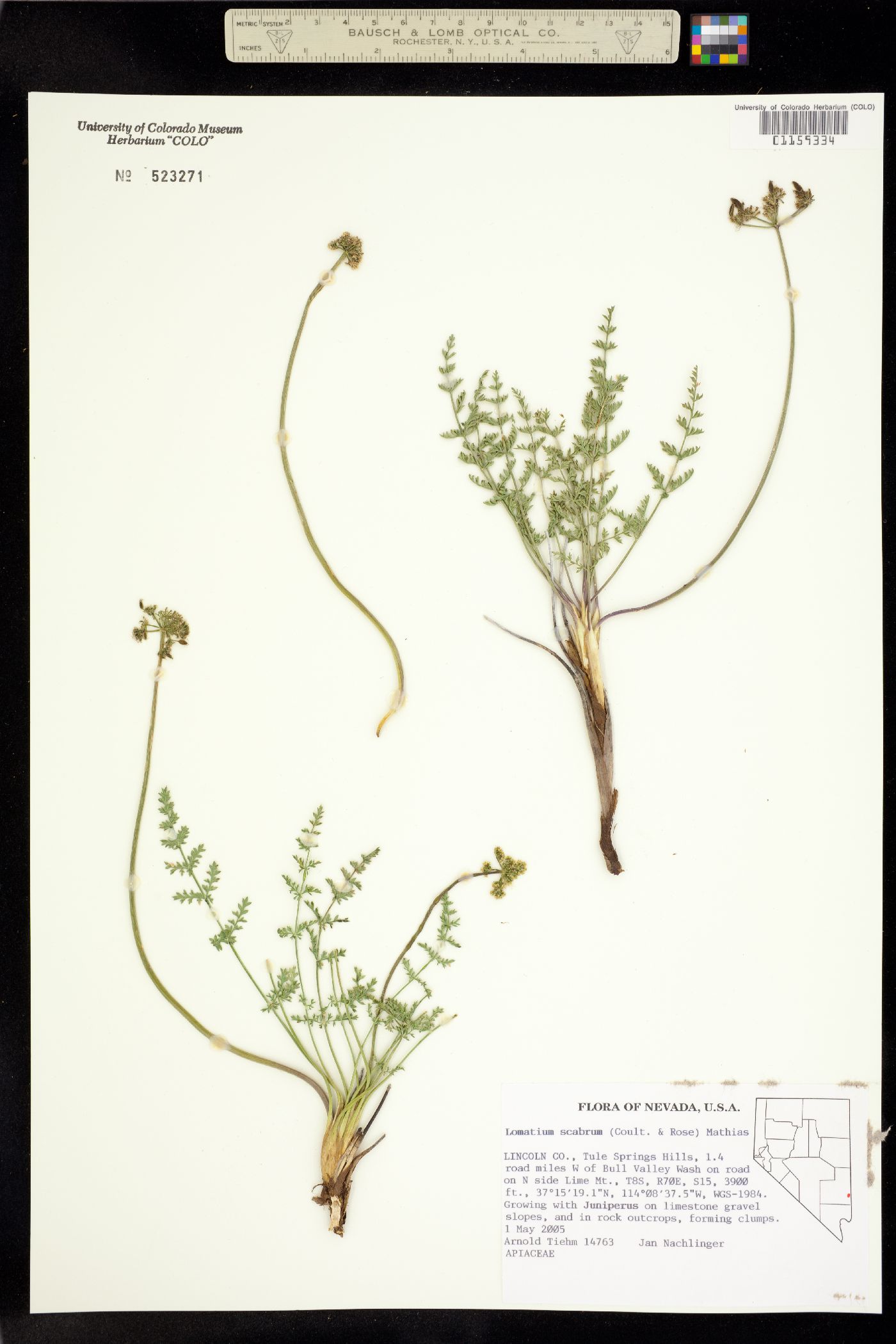 Lomatium scabrum image