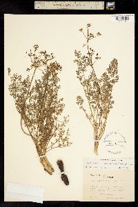 Lomatium serpentinum image