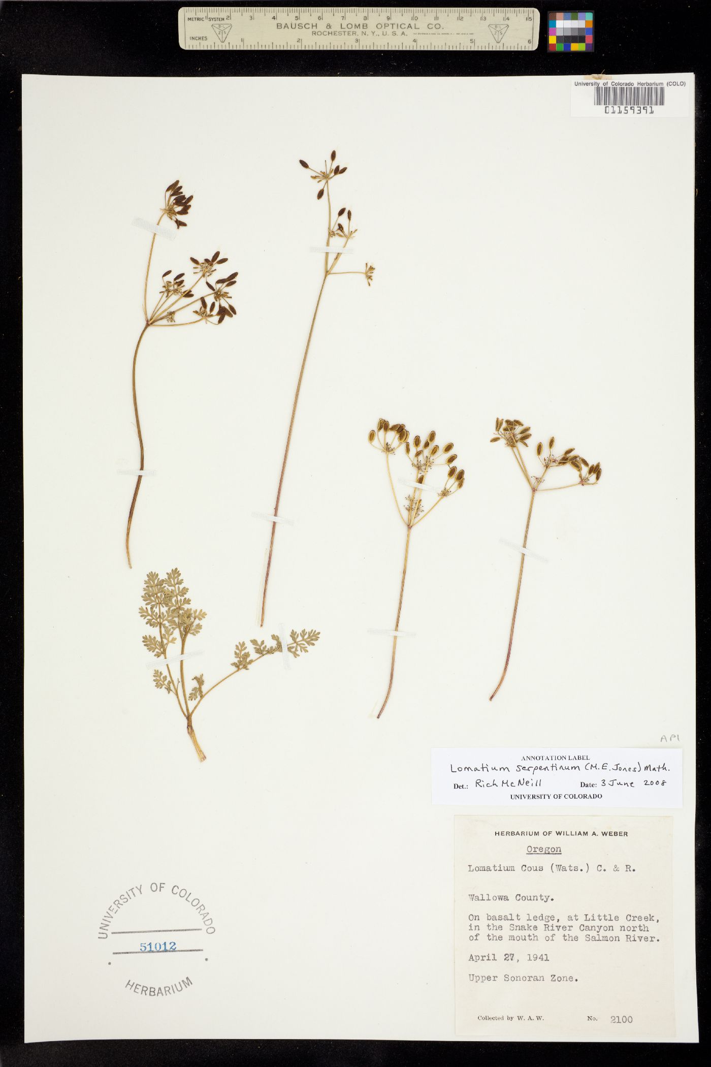 Lomatium serpentinum image