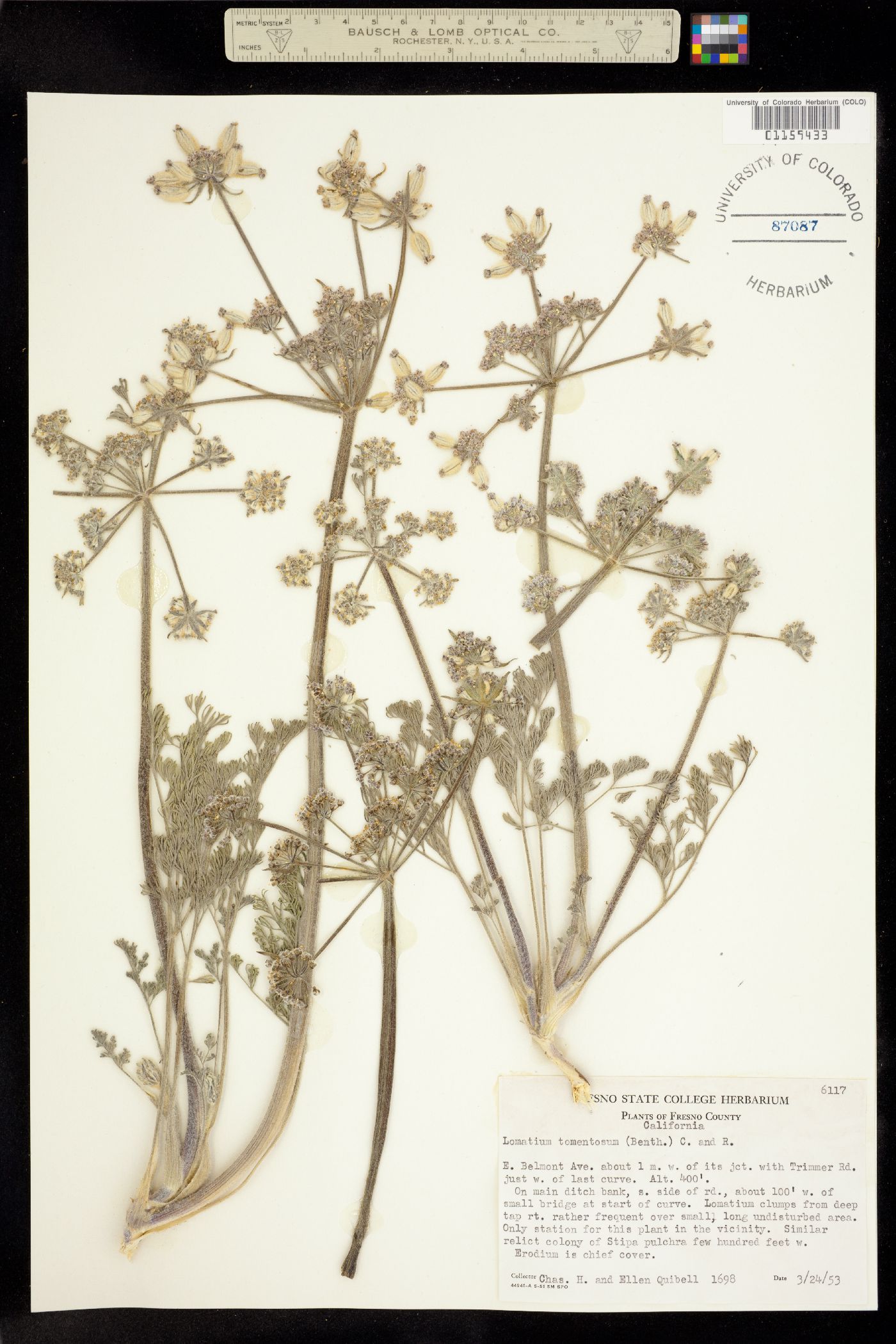 Lomatium tomentosum image