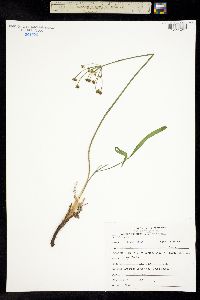 Image of Lomatium triternatum
