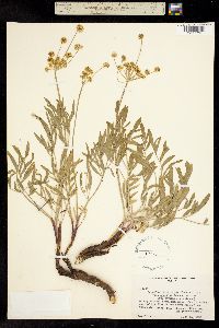 Lomatium triternatum image
