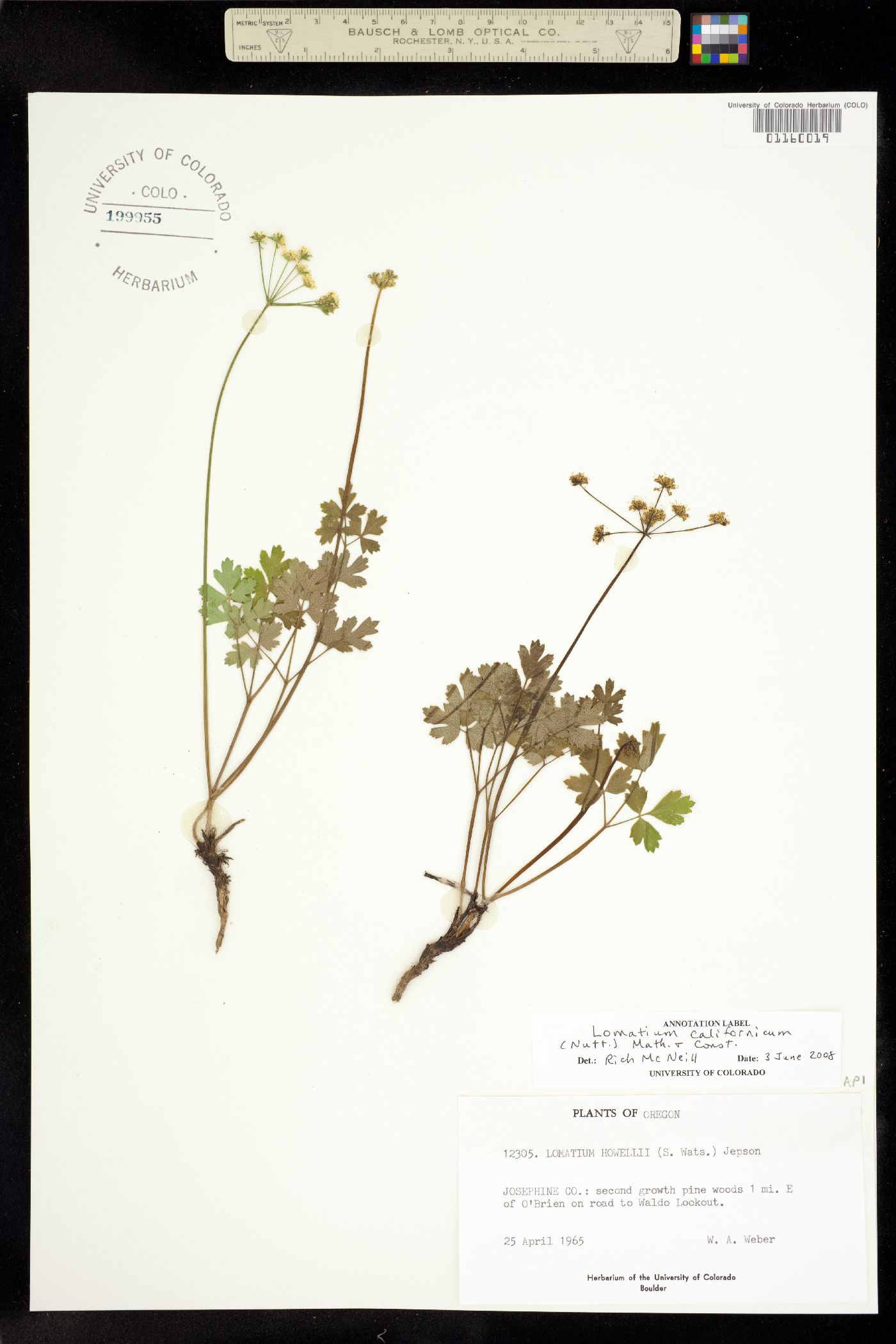 Lomatium californicum image