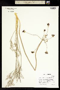 Image of Lomatium bradshawii