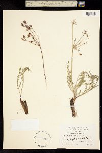 Image of Lomatium engelmannii