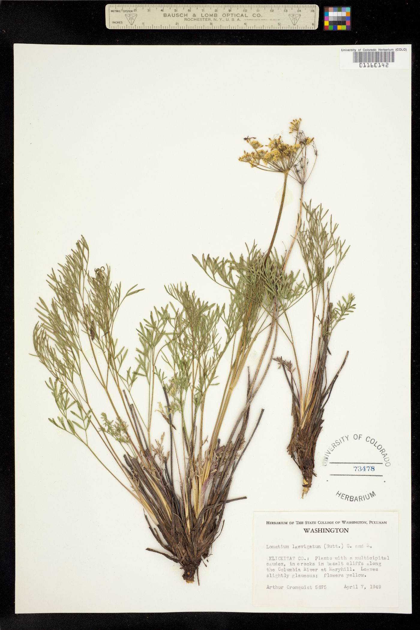 Lomatium laevigatum image