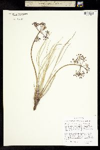 Image of Lomatium junceum