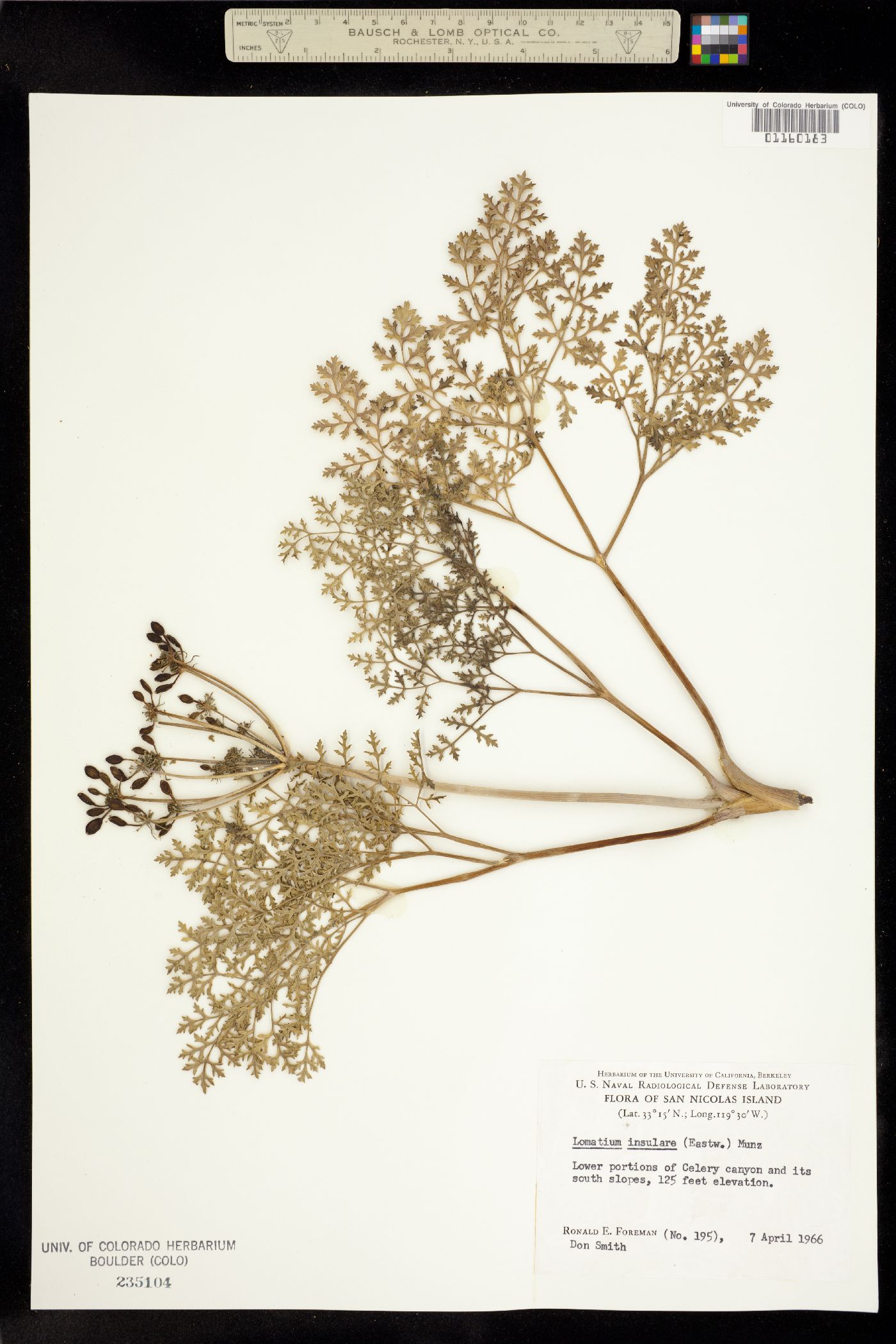 Lomatium insulare image