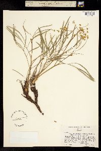 Lomatium idahoense image
