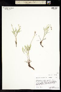 Lomatium idahoense image