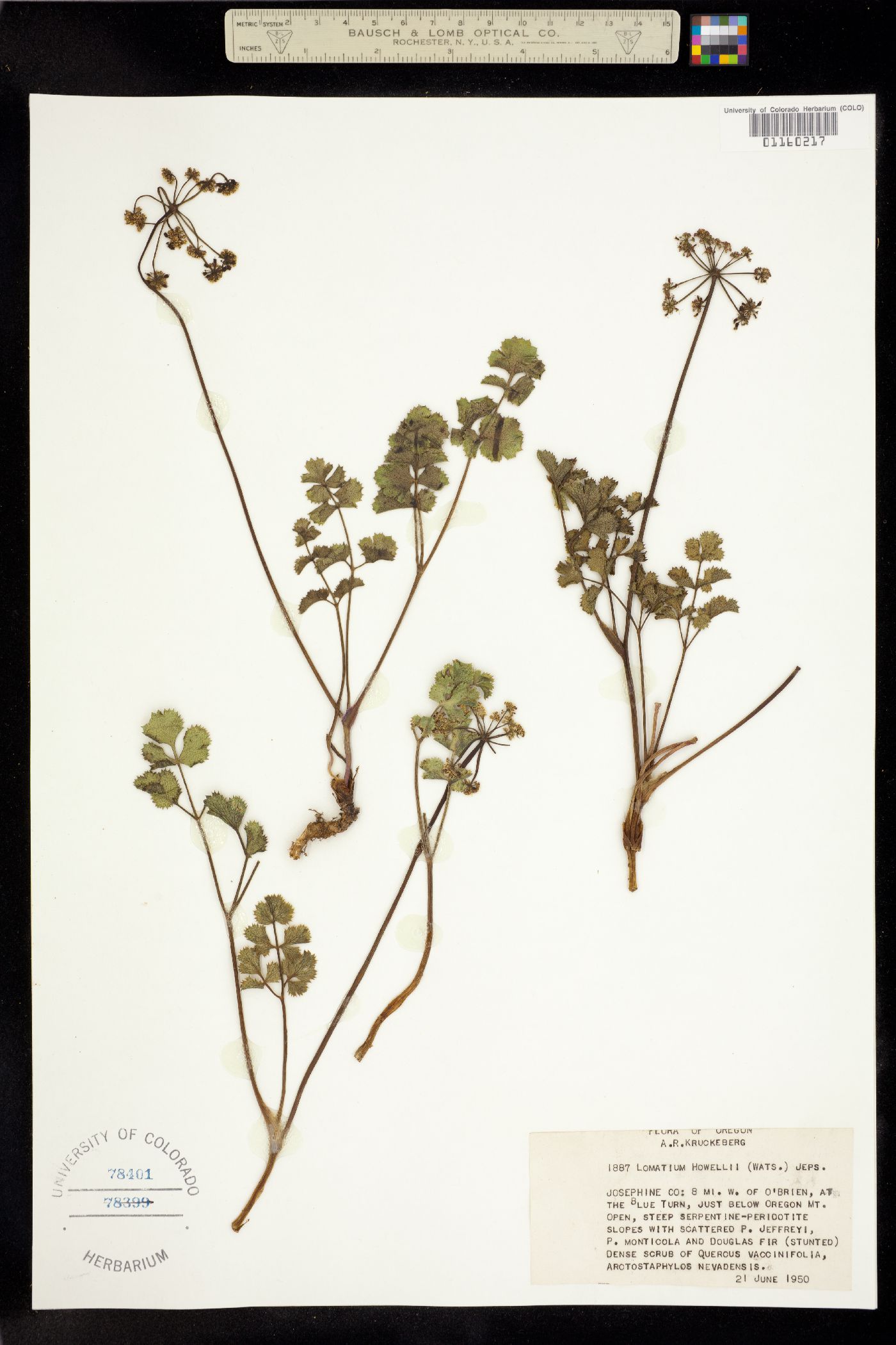 Lomatium howellii image