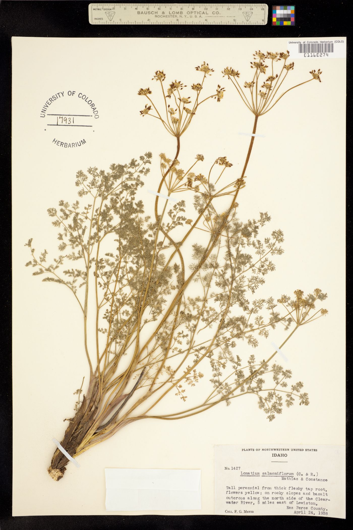 Lomatium salmoniflorum image