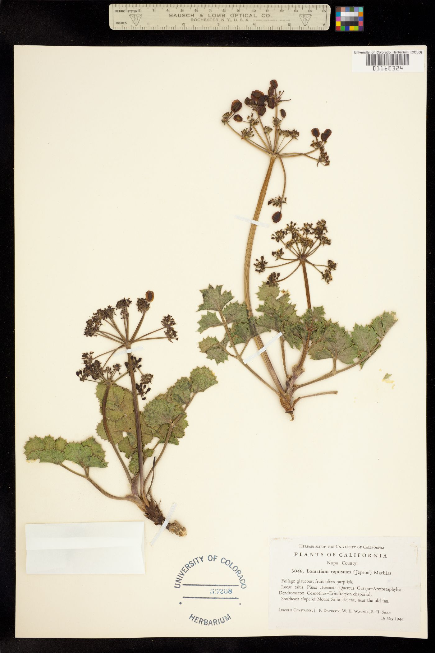 Lomatium repostum image