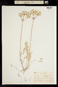 Lomatium vaseyi image