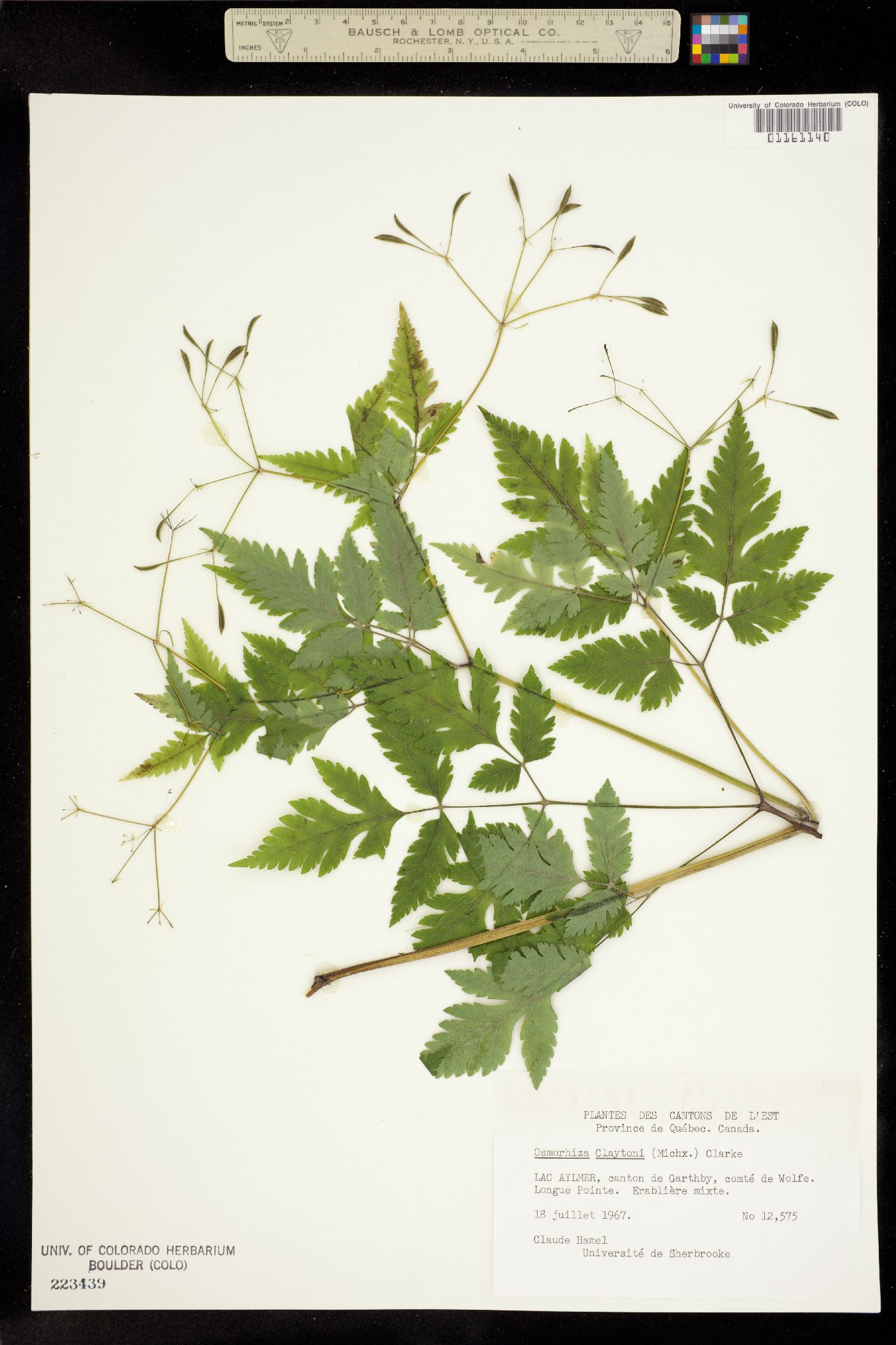 Osmorhiza claytonii image