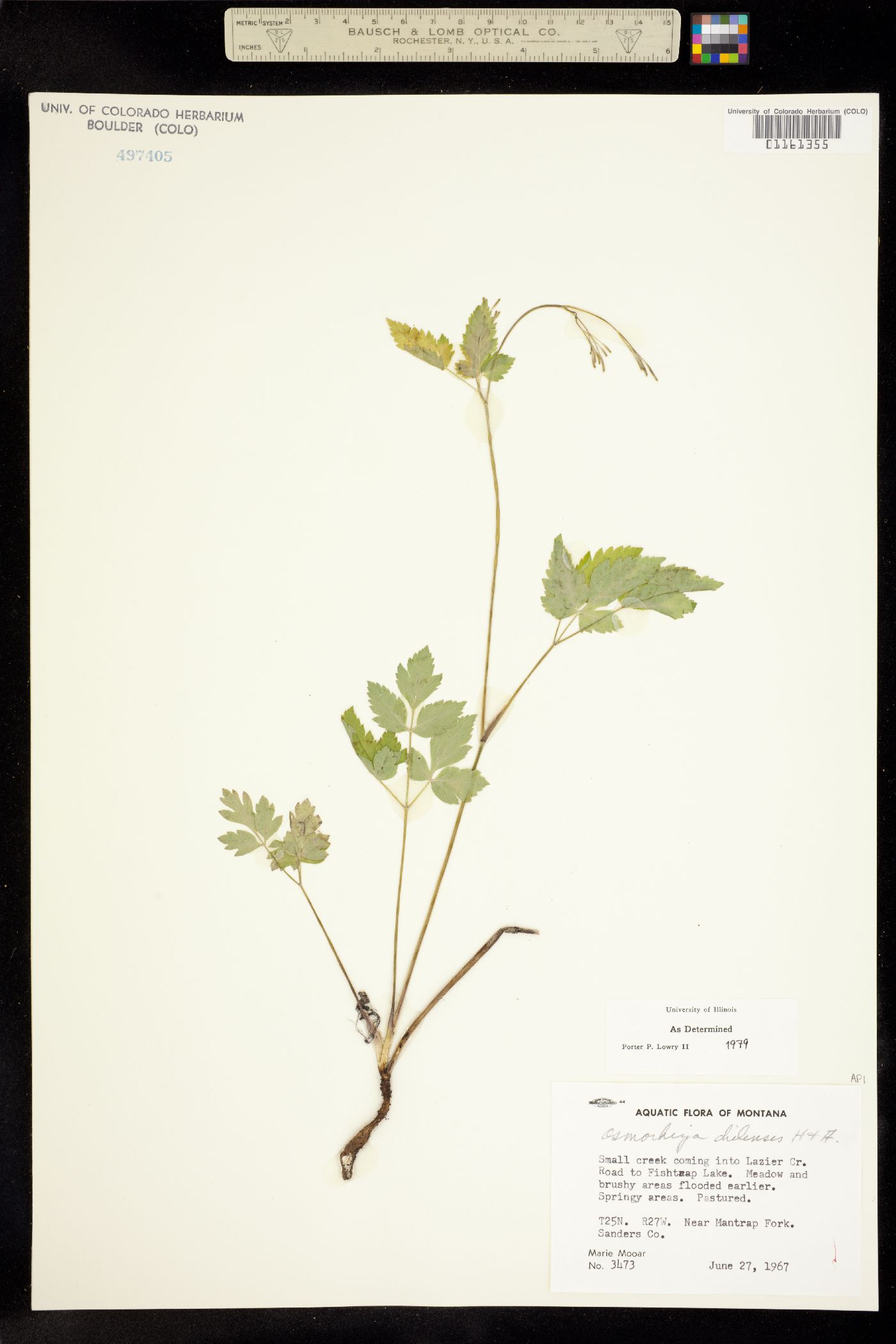 Osmorhiza berteroi image